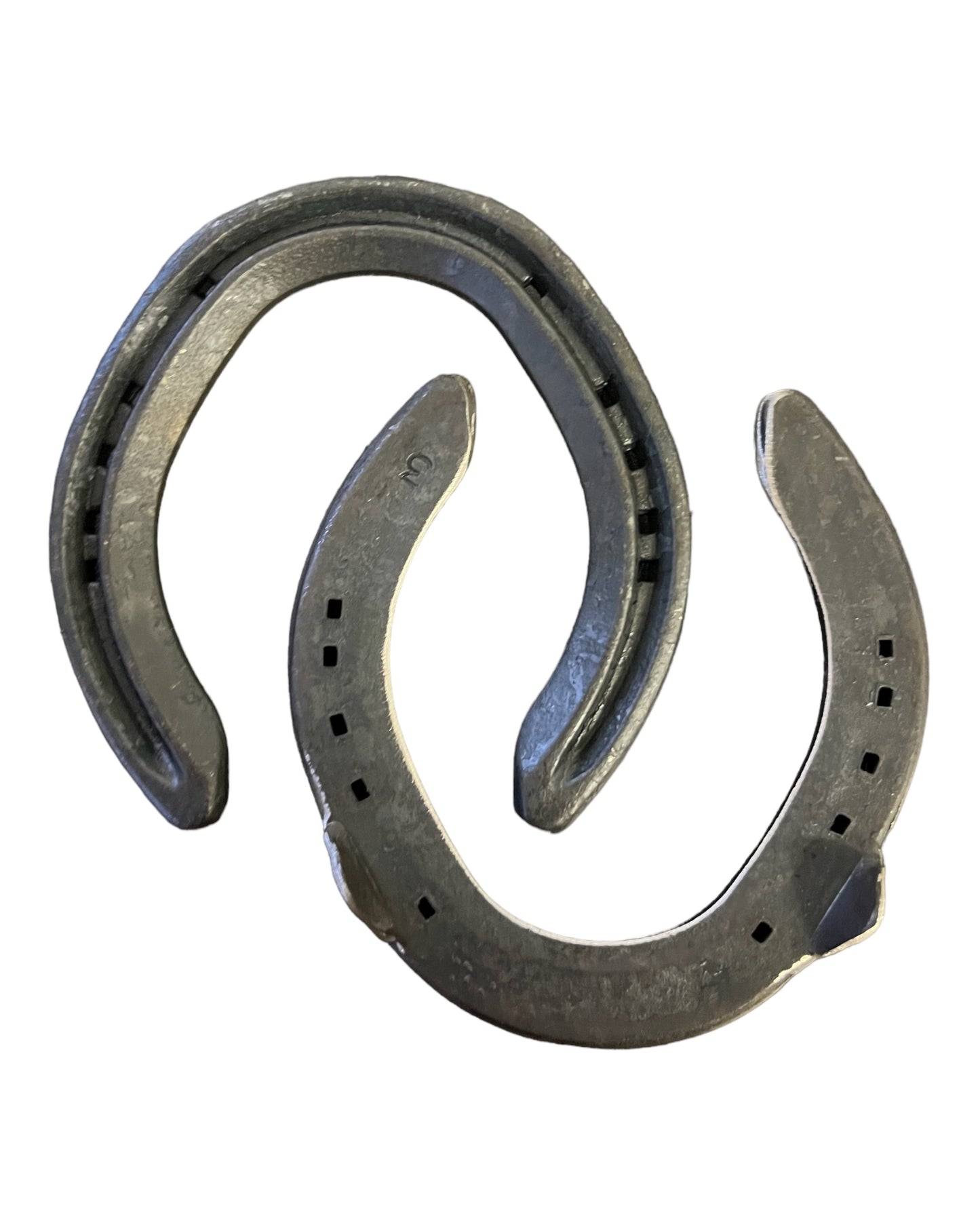 Quality Horse Sideclipped hinds